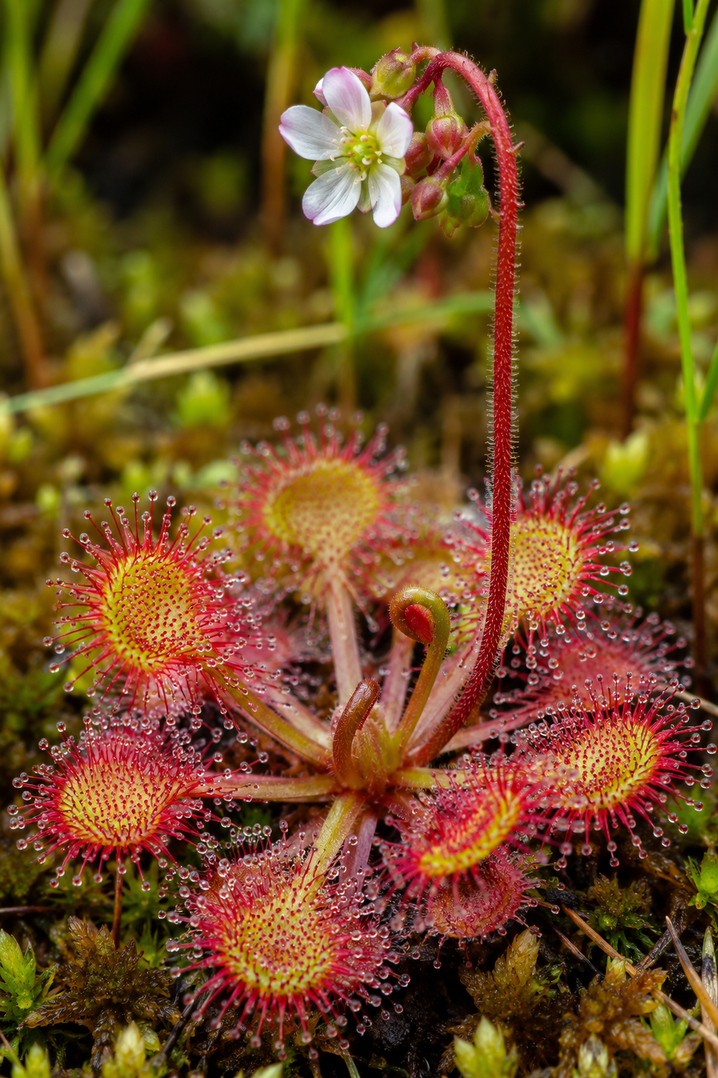 Drosera rotundifolia — pianta carnivora delle torbiere in fiore
