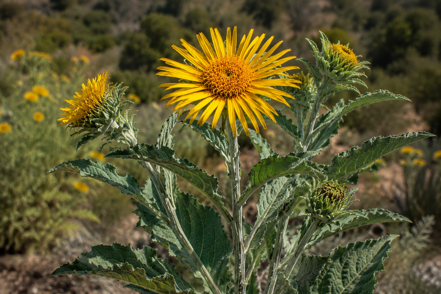 Grindelia robusta — fiori gialli delle praterie californiane